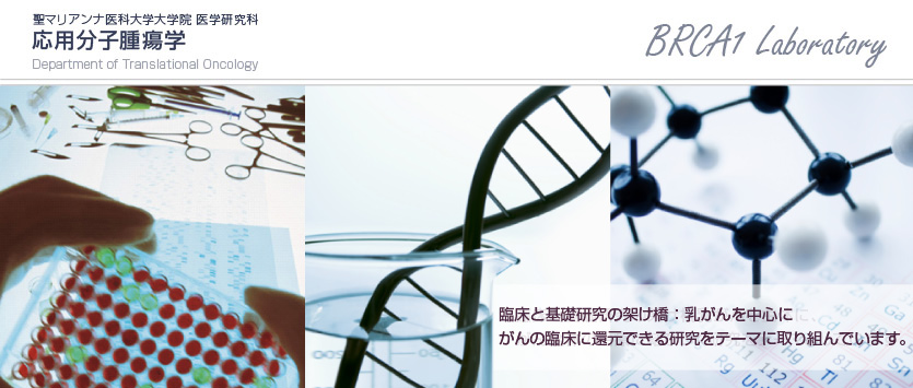 聖マリアンナ医科大学大学院 医学研究科　応用分子腫瘍学　Department of Translational Oncology　臨床と基礎研究の架け橋：乳がんを中心に、がんの臨床に還元できる研究をテーマに取り組んでいます。