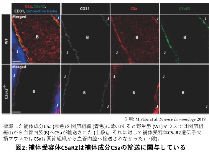 生命現象を可視化し、生命現象の謎に迫る