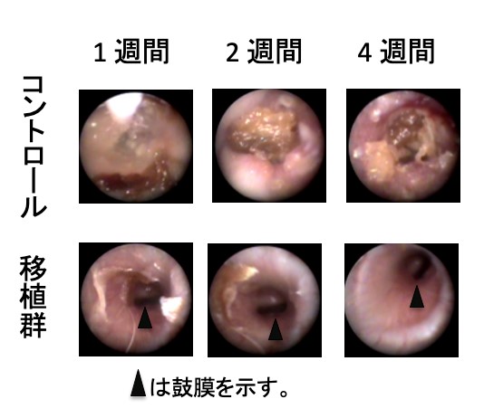 耳鼻咽喉科学01