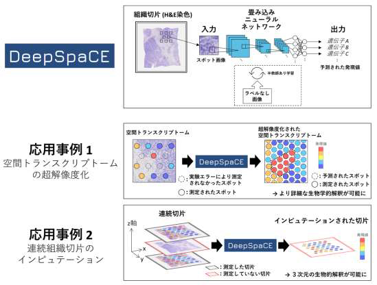 深層学習による空間的な遺伝子発現量の予測に成功～ヒト乳がん組織の3次元かつ高解像度な生物学的解釈が可能に～